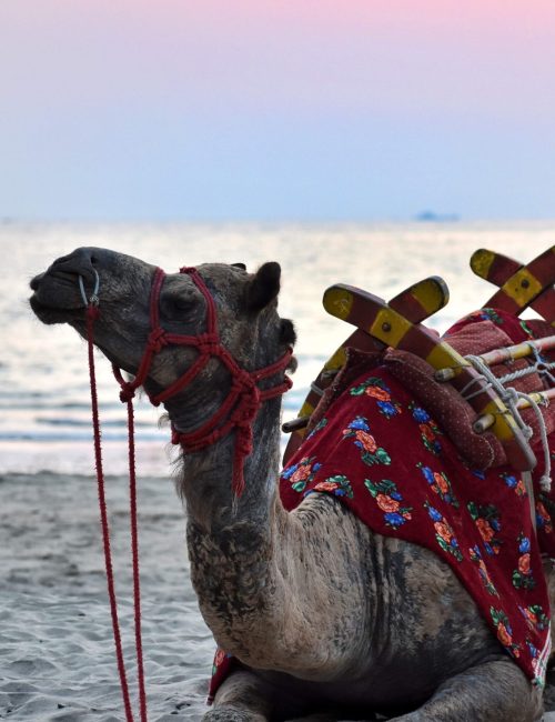 Camel at Tarkarli Beach